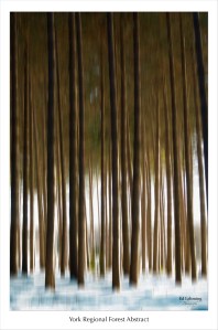 York Regional Forest - Abstract