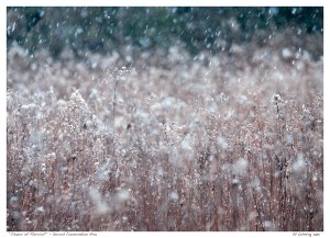 “Chance of Flurries?” - Secord Conservation Area