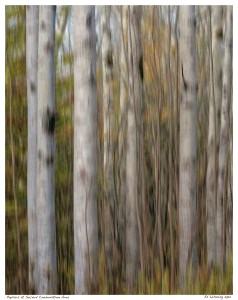 Poplars at Secord Conservation Area