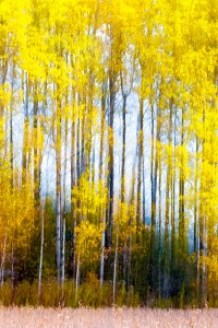 28th Sideline Poplars - Pickering Ontario