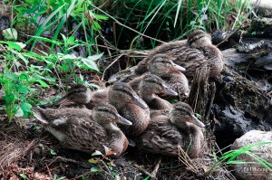 7 Young Ducks - Marble Lake