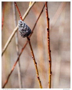 “Pine Cone Gall on Sanbank Willow” - Whitevale, Ontario