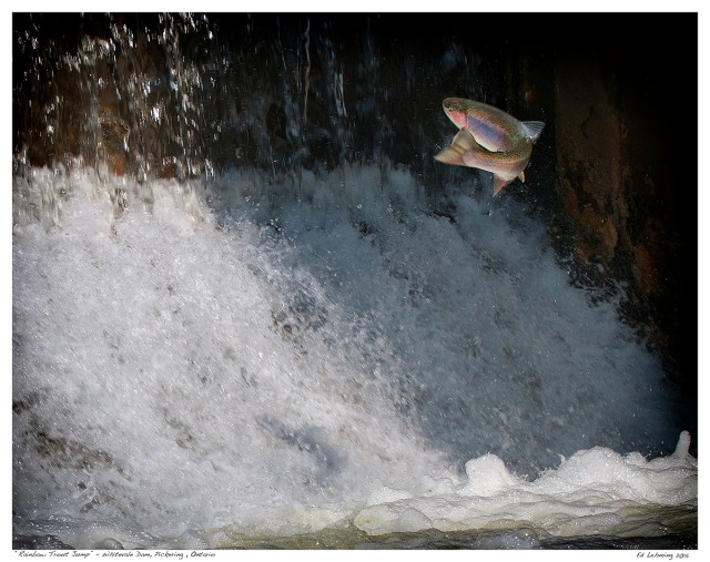 “Rainbow Trout Jump” - Whitevale Dam, Pickering , Ontario