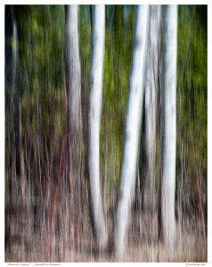 “Reservoir Poplars” - Stouffville Reservoir