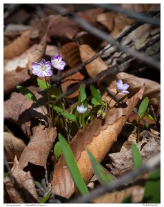 “Spring Beauties” - Stouffville Reservoir