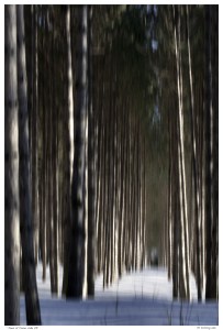 Pines at Fraser Lake II