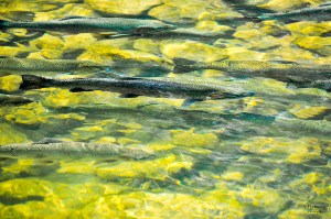 Rainbow Trout Run
