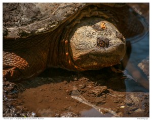 “Ancient Eyes” - Snapping Turtle at Stouffville Reservoir