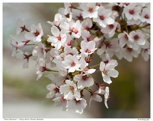 “Cherry Blossoms” - Cherry Street, Toronto Portlands
