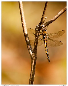 “Orange Dragonfly” - Stouffville Reservoir