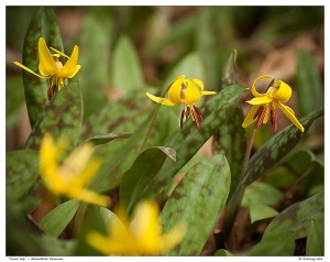 “Trout Lily” - Stouffville Reservoir