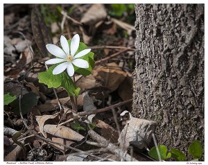 “Bloodroot” - Duffins Creek, Whitevale, Ontario