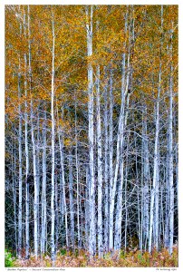 “Golden Poplars” - Secord Conservation Area