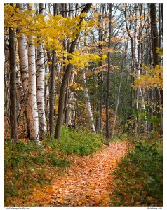 “Walk Among the Birches”