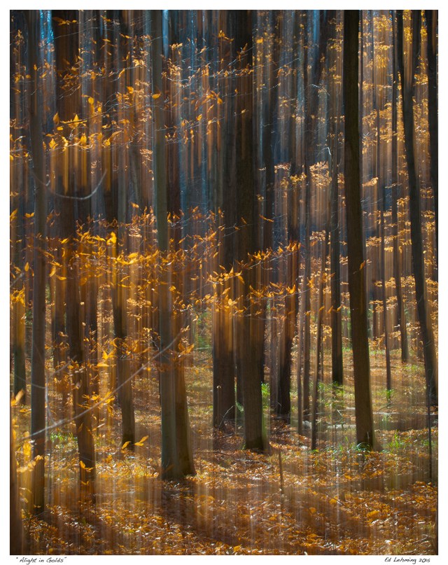 “Alight in Golds”
