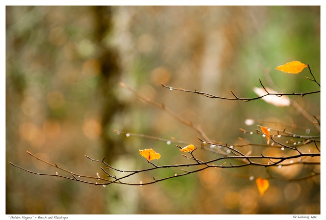 “Golden Fingers” - Beech and Raindrops