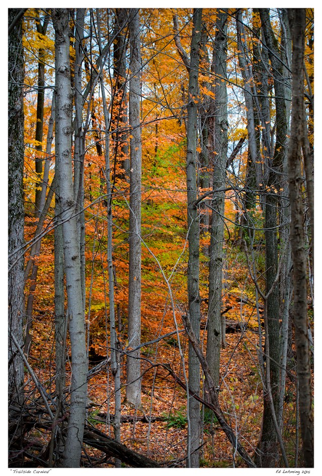 “Trailside Carnival”