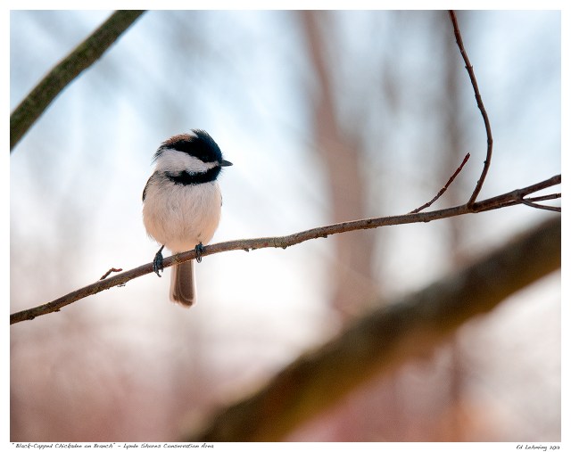 Black-Capped Chickadee at Lynde Shores