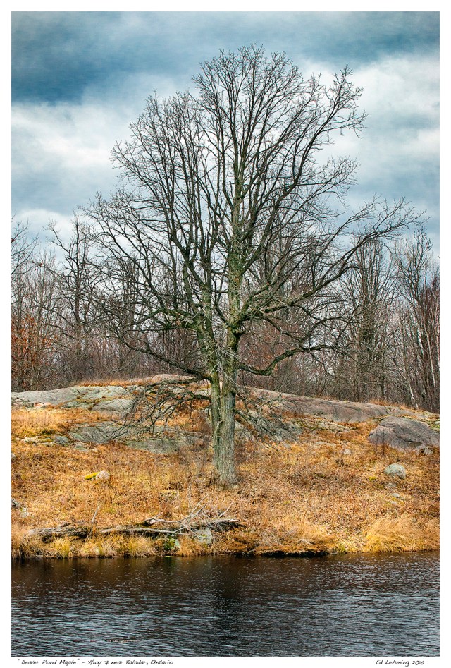 “Beaver Pond Maple” - Hwy 7 near Kaladar, Ontario