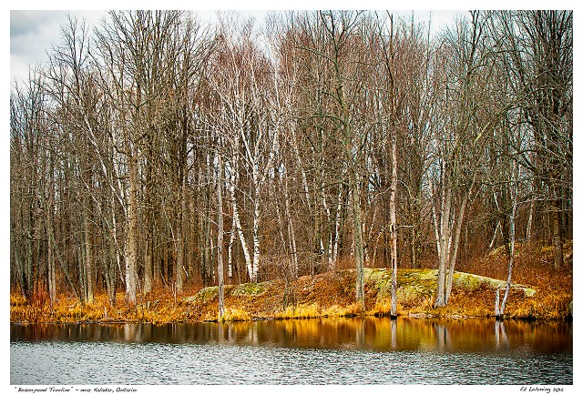 “Beaverpond Treeline” - near Kaladar, Ontario