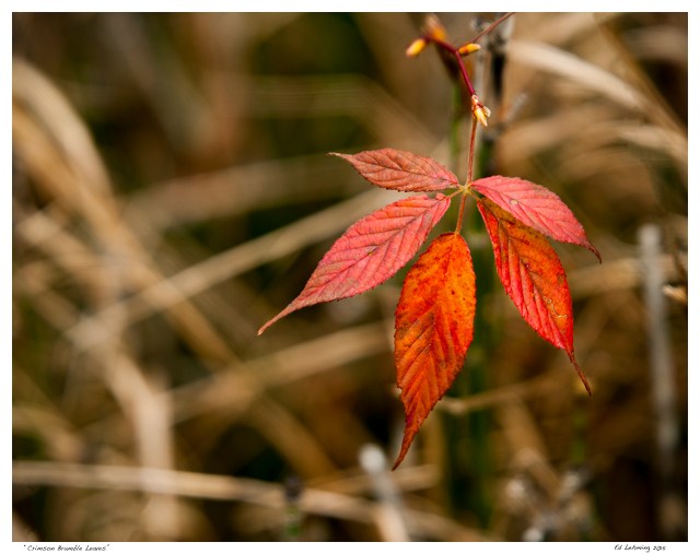 “Crimson Bramble Leaves”