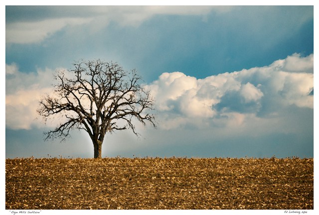 “Elgin Mills Solitaire”