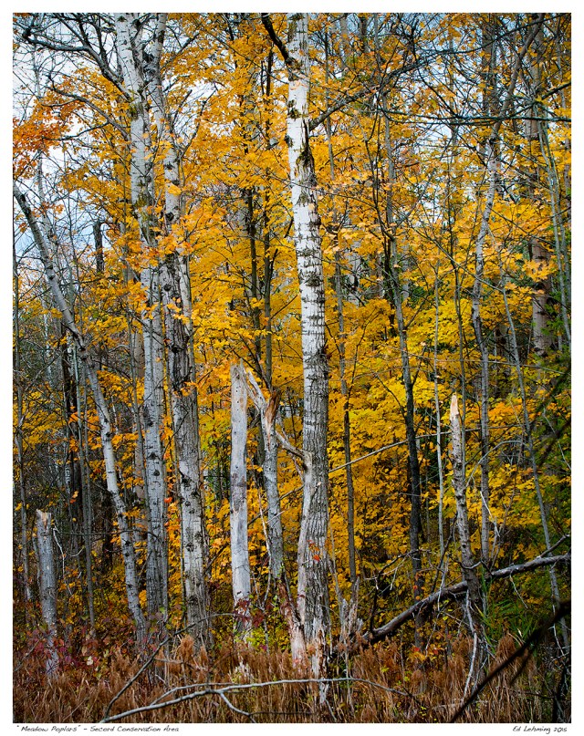 “Meadow Poplars” - Secord Conservation Area
