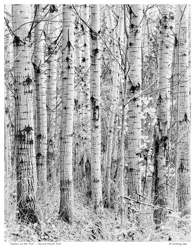 “Poplars on the Trail” - Secord Forest Trail