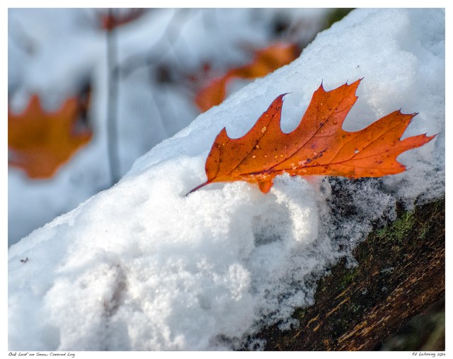 Oak Leaf on Snow Covered Log