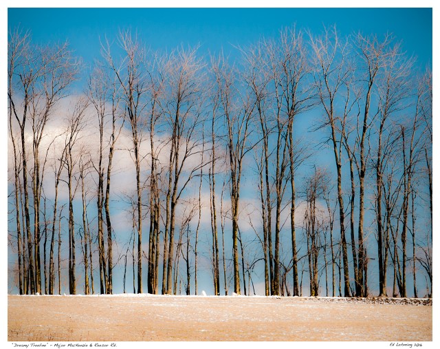 “Dreamy Treeline” - Major MacKenzie & Reesor Rd.