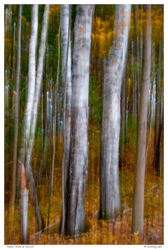 “Poplar Stand at Secord”
