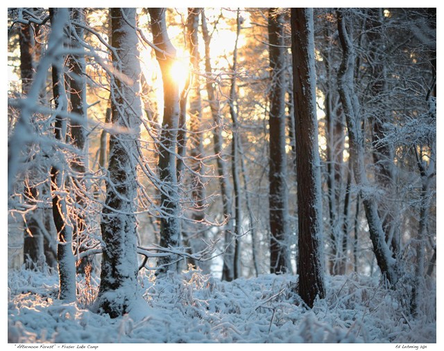 “Afternoon Forest” - Fraser Lake Camp