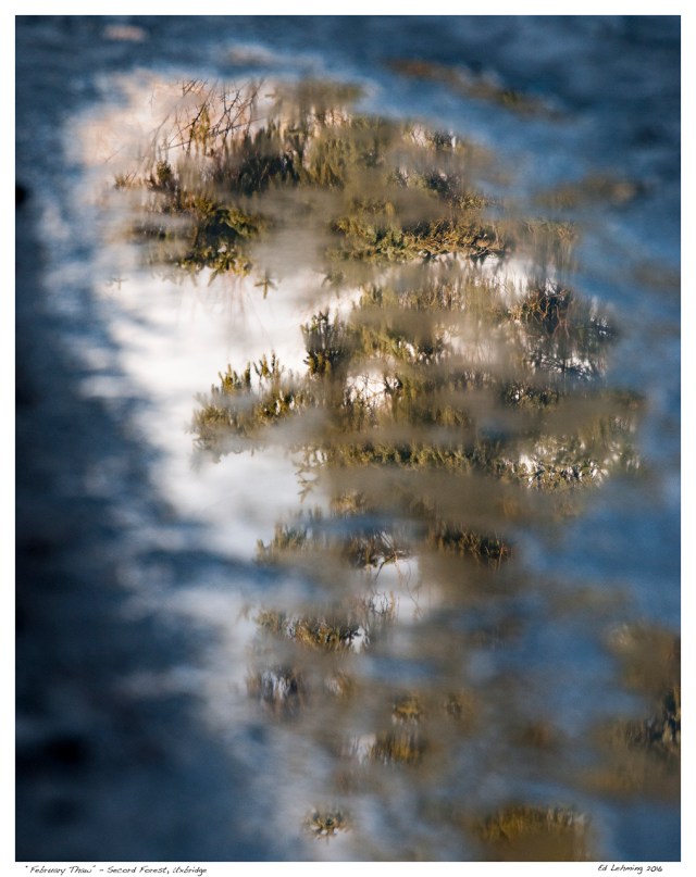 “February Thaw” - Secord Forest, Uxbridge
