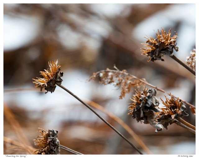 “Reaaching for Spring”