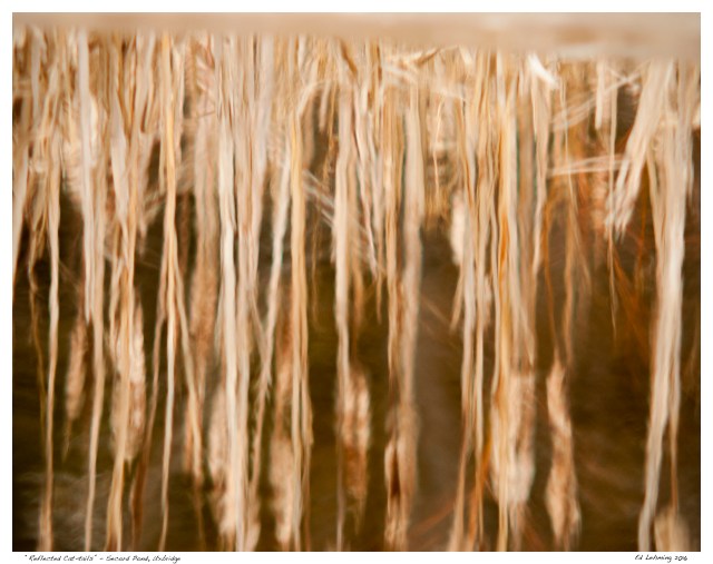 “Reflected Cat-tails” - Secord Pond, Uxbridge