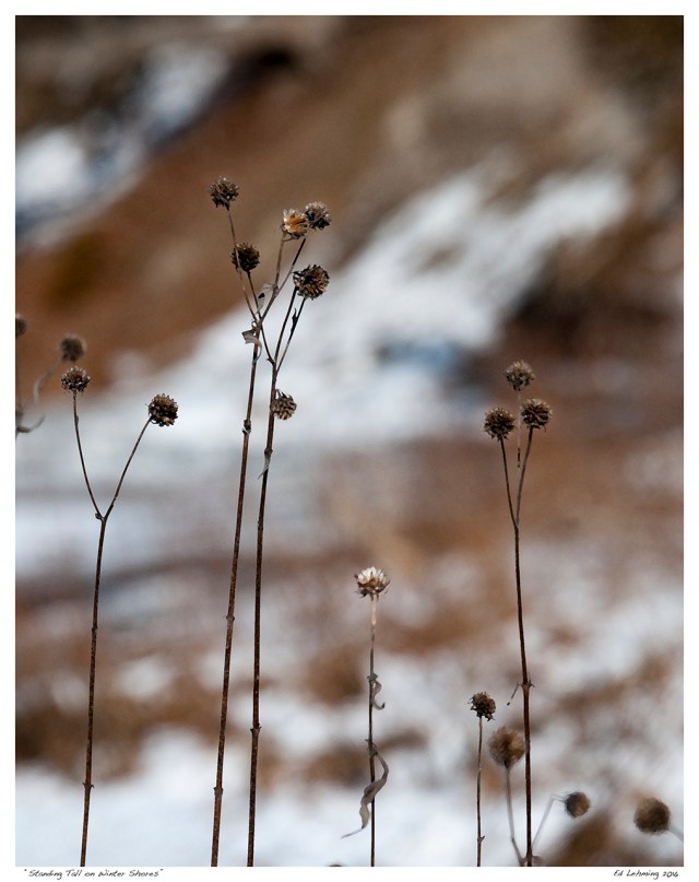 “Standing Tall on Winter Shores”