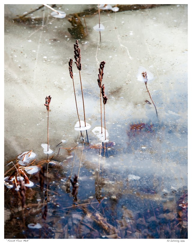 “Forest Floor Melt”