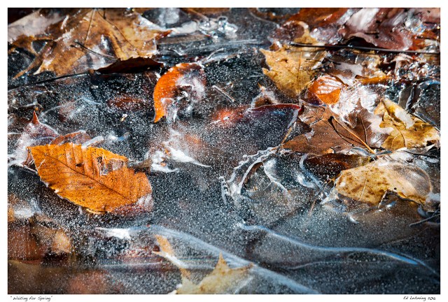 “Waiting for Spring”