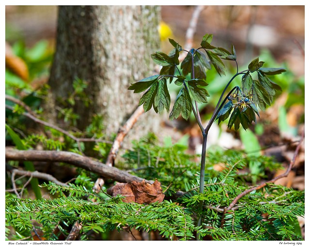Blue Cohosh” - Stouffville Reservoir Trail