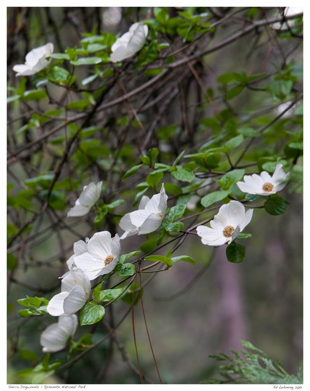 Dogwood Blossoms - Mirrror Lake Loop 2013