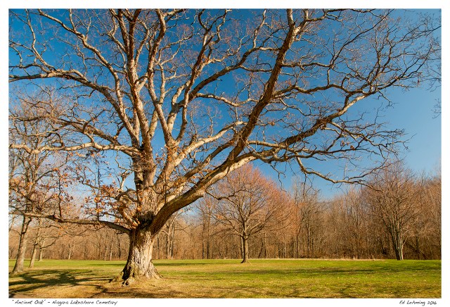 “Ancient Oak” - Niagara Lakeshore Cemetary
