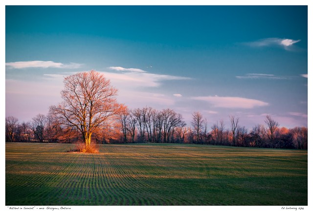 “Bathed in Sunset” - near Glasgow, Ontario