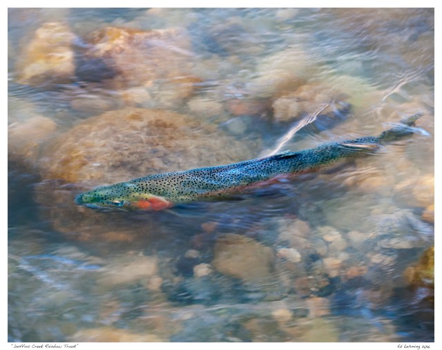 “Duffins Creek Rainbow Trout”