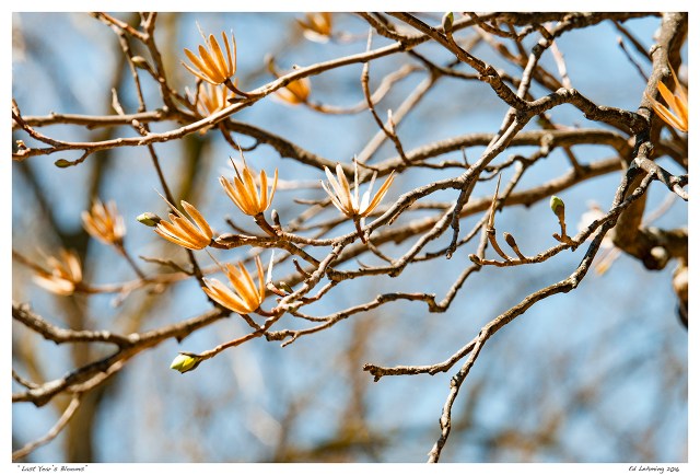 “Last Year’s Blooms”