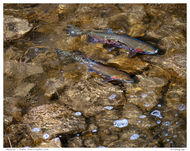 “Mating Pair” - Rainbow Trout in Duffins Creek