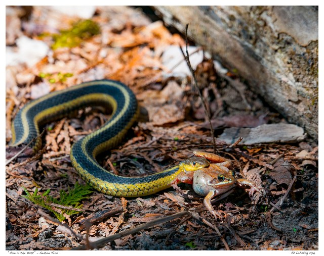 “Pain in the Butt” - Seaton Trail
