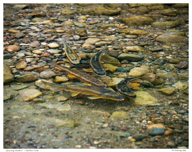 “Spawning Suckers” - Duffins Creek