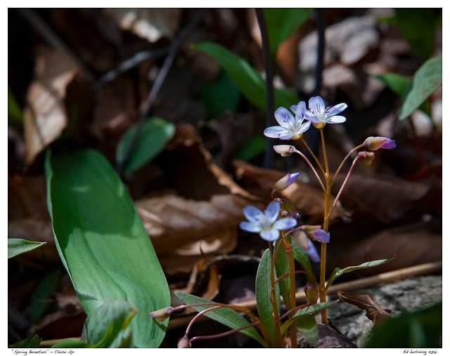 “Spring Beauties” - Close Up