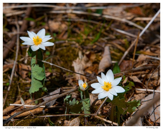 “Spring’s First Bloodroot” - Seaton Trail