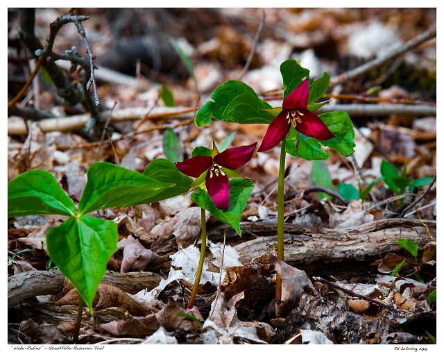 “Wake-Robins” - Stouffville Reservoir Trail